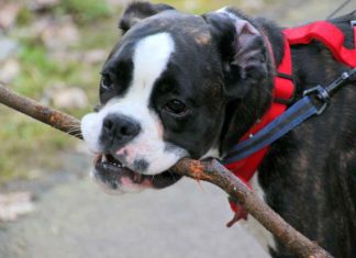 Diskussion um nicht angeleinte Hunde