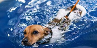 In Schwaben gibt es ein Schwimmbad nur für Hunde