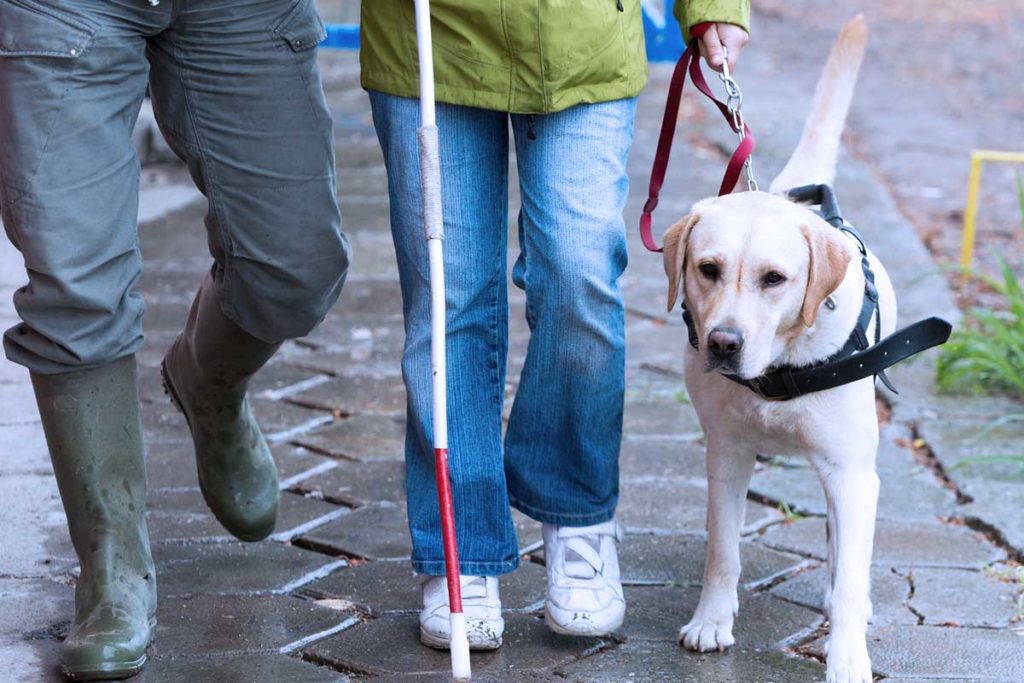 Sehbehinderte müssen Kot von Blindenhund nicht mehr aufsammeln