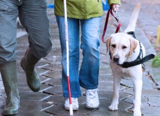 Sehbehinderte müssen Kot von Blindenhund nicht mehr aufsammeln