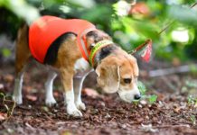 Spürhunde suchen Laubholzbockkäfer