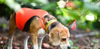 Spürhunde suchen Laubholzbockkäfer