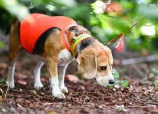 Spürhunde suchen Laubholzbockkäfer