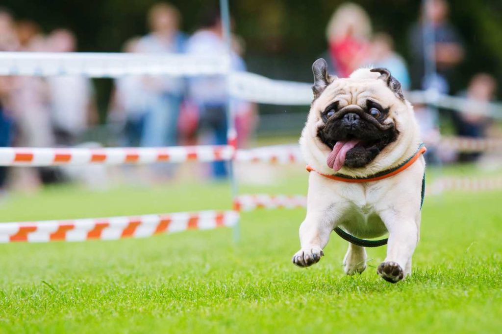 So lief das Wettrennen der 180 Möpse, Chihuahuas, Bulldoggen in Wernau