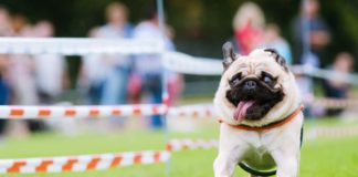 So lief das Wettrennen der 180 Möpse, Chihuahuas, Bulldoggen in Wernau