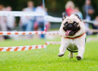 So lief das Wettrennen der 180 Möpse, Chihuahuas, Bulldoggen in Wernau