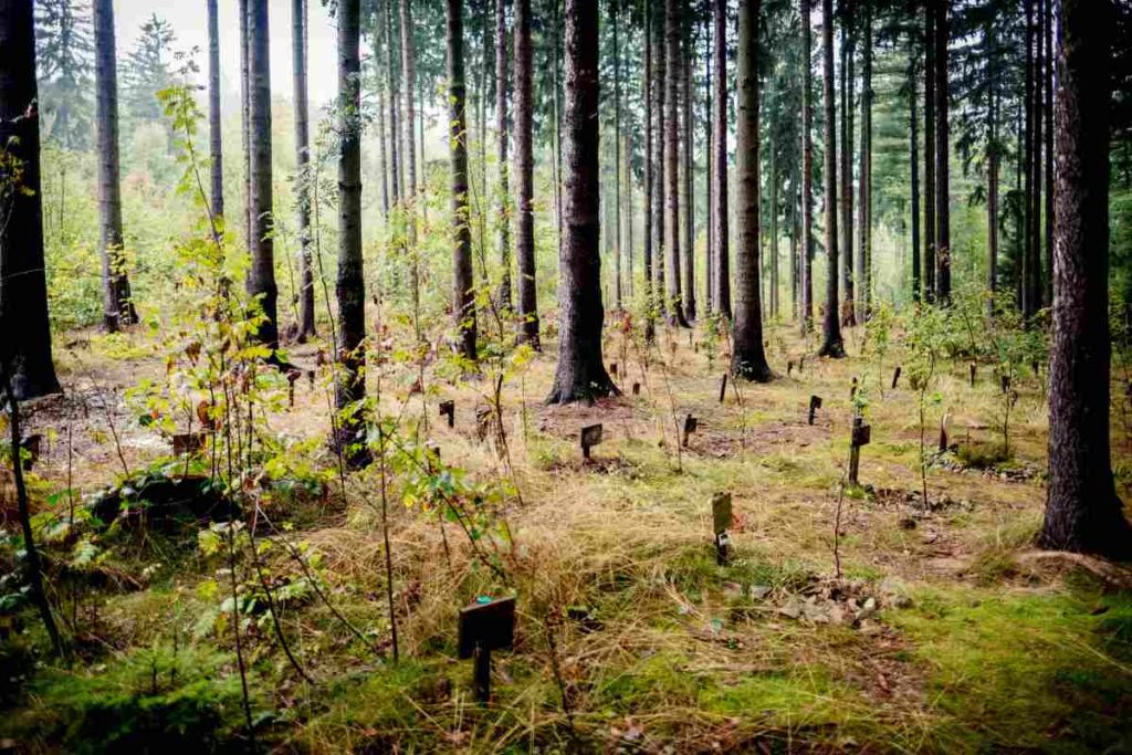 Ein Abschiedswald nicht nur für Hund und Katz