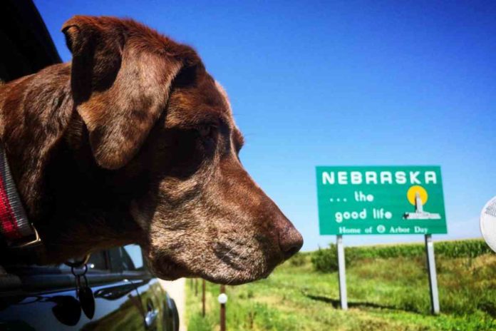 Robert Kugler und Bella: Vom Roadtrip bis zur letzten Reise