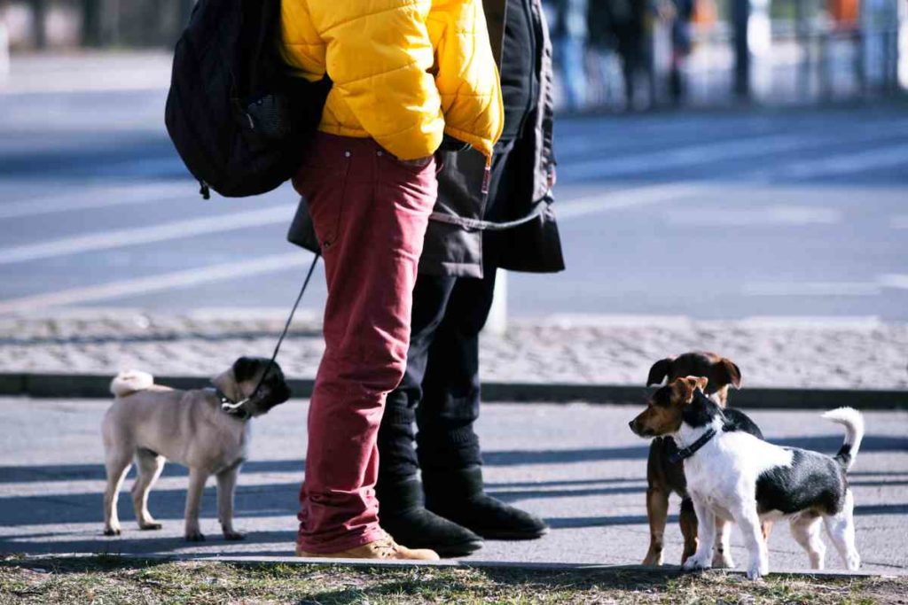 Neues Berliner Hundegesetz: Bislang keine zusätzlichen Kontrolleure