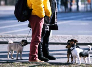 Neues Berliner Hundegesetz: Bislang keine zusätzlichen Kontrolleure