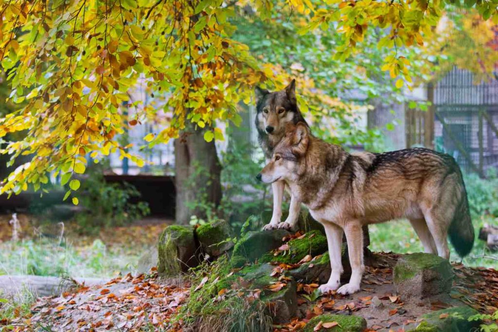 Der Wolf zieht nach Westen