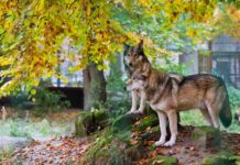 Der Wolf zieht nach Westen