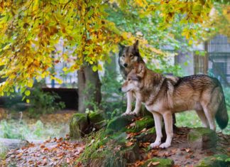 Der Wolf zieht nach Westen