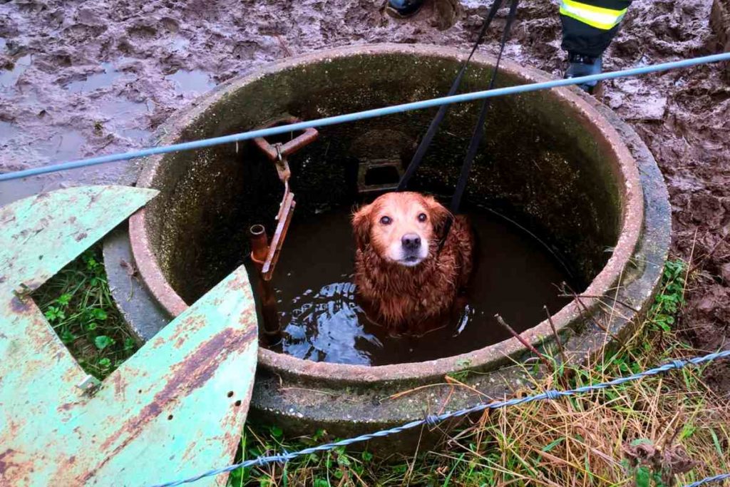 Hund im Jaucheschacht in Mechernich