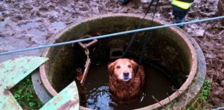 Hund im Jaucheschacht in Mechernich