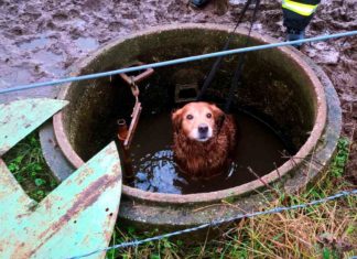 Hund im Jaucheschacht in Mechernich