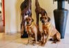 10 Tipps zum Thema Hund im Hotel