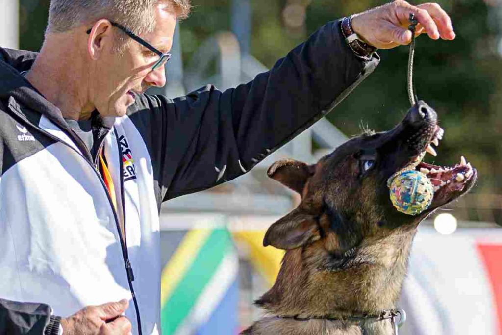 Schäferhunde-Weltmeisterschaft: Titel geht an Rüden aus Tschechien