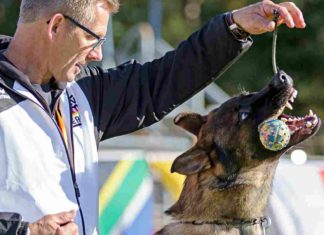 Schäferhunde-Weltmeisterschaft: Titel geht an Rüden aus Tschechien