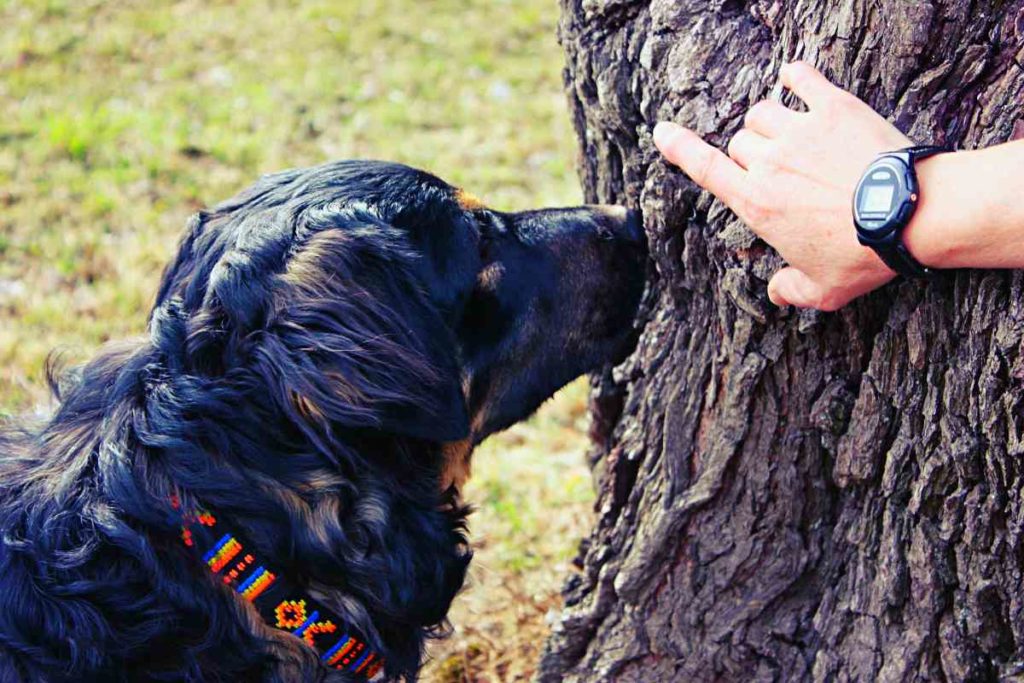 FU Berlin: Spürhunde im Einsatz gegen Ambrosia-Pollen