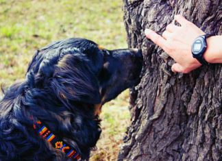 FU Berlin: Spürhunde im Einsatz gegen Ambrosia-Pollen