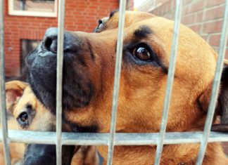 Welttierschutztag: Tierheime helfen. Helft Tierheimen!