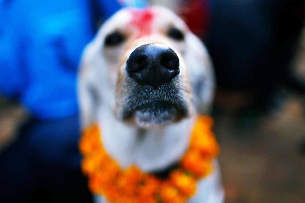 Lichterfest Tihar in Nepal: Ein Tag zu Ehren des Hundes