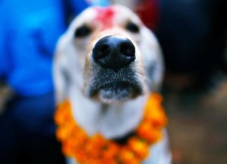 Lichterfest Tihar in Nepal: Ein Tag zu Ehren des Hundes