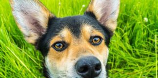 Aktion Tier: Hundeohren brauchen Pflege