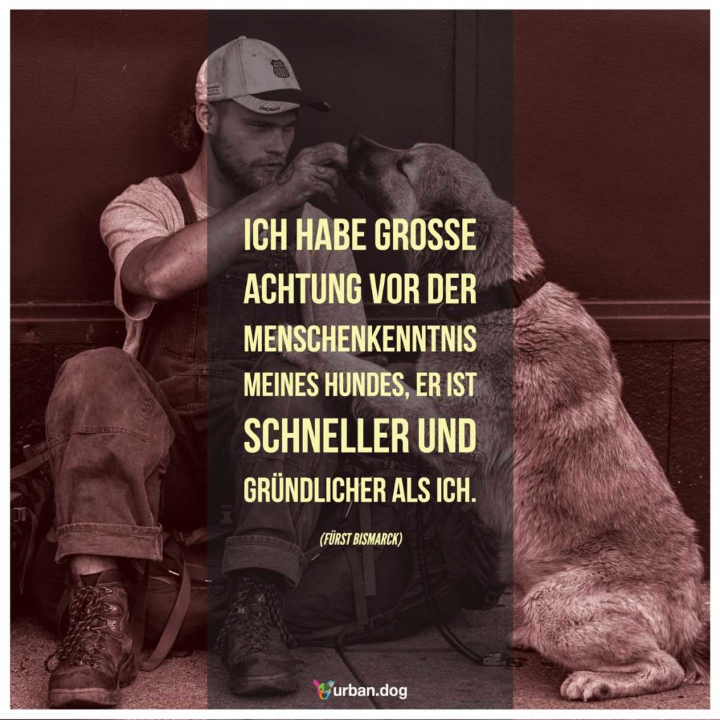 Welthundetag 2019 Die Themenseite Zum Welthundetag Urban Dog