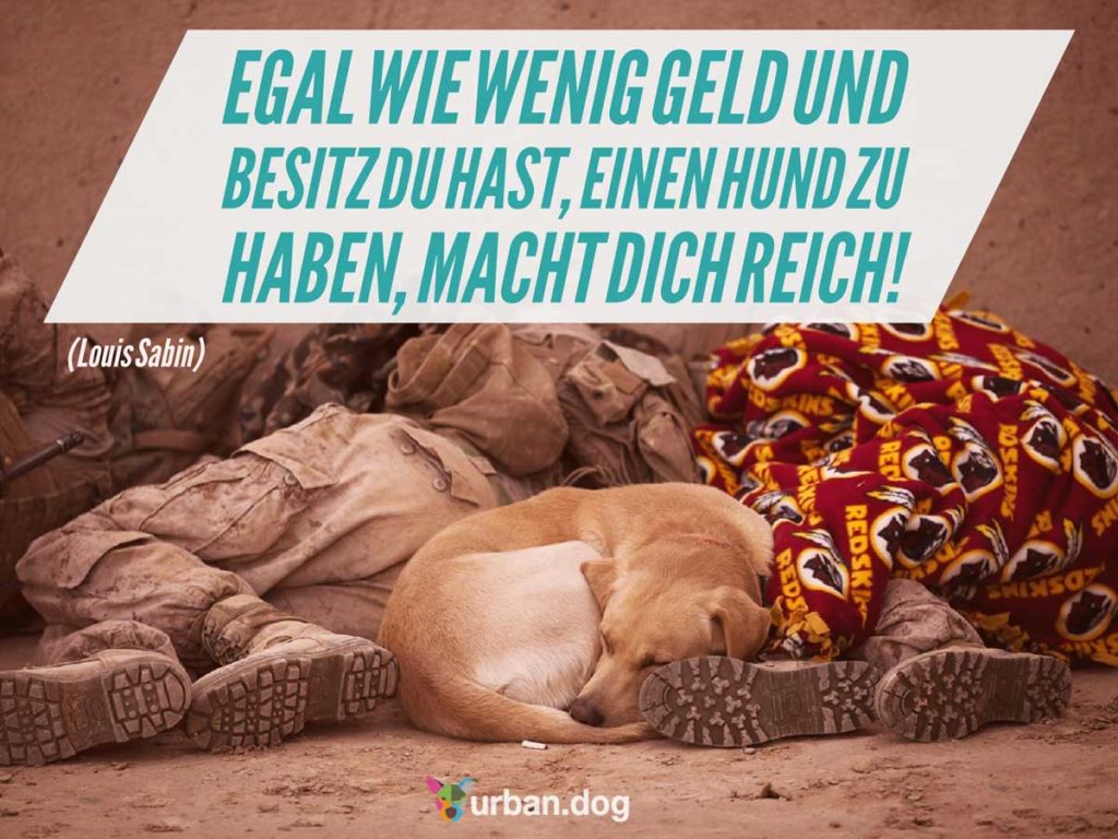 Welthundetag 2019 Die Themenseite Zum Welthundetag Urban Dog