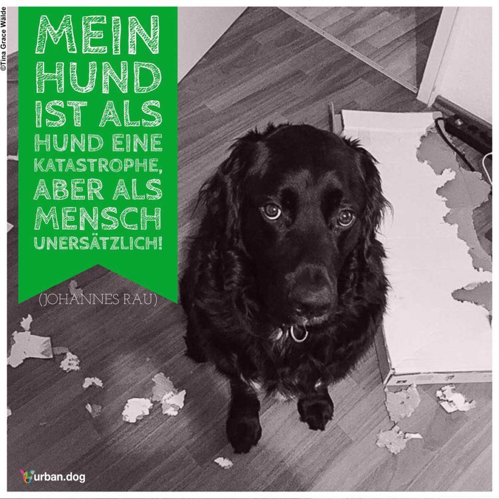 Welthundetag 2019 Die Themenseite Zum Welthundetag Urban Dog