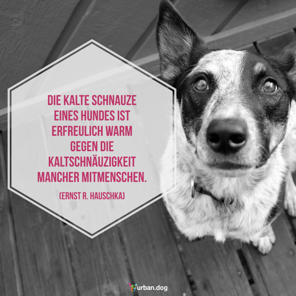 Welthundetag 2019 Die Themenseite Zum Welthundetag Urban Dog