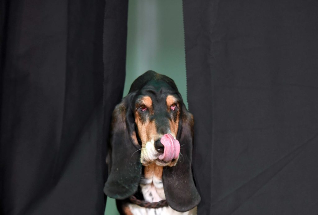 Bassett-Dame erobert bei Hunde-Casting Herzen - Unser Star