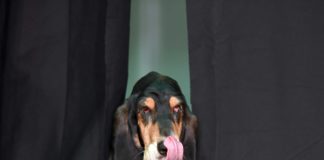 Bassett-Dame erobert bei Hunde-Casting Herzen - Unser Star