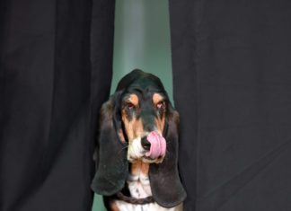 Bassett-Dame erobert bei Hunde-Casting Herzen - Unser Star