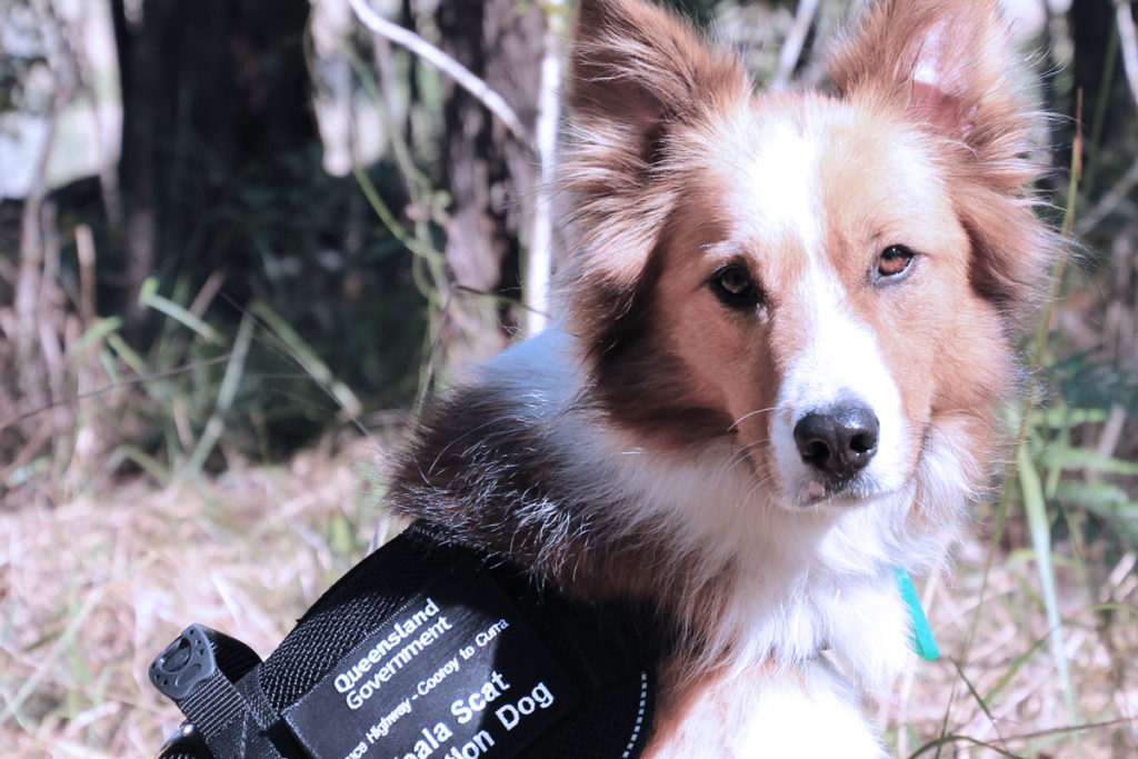 Baxter der Border Collie ist für Koalas im Kotschnüffel-Einsatz