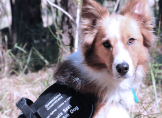 Baxter der Border Collie ist für Koalas im Kotschnüffel-Einsatz