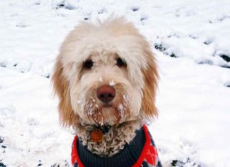 Labradoodle, Cockapoo oder Rassmo: Sind Designerhunde genetisches Roulette?