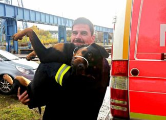 Düsseldorfer Feuerwehr rettet entlaufene Rottweiler Hündin Shila