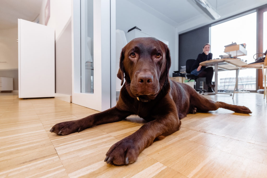 Klare Absprachen und viel Erziehung: So klappt's mit dem Bürohund