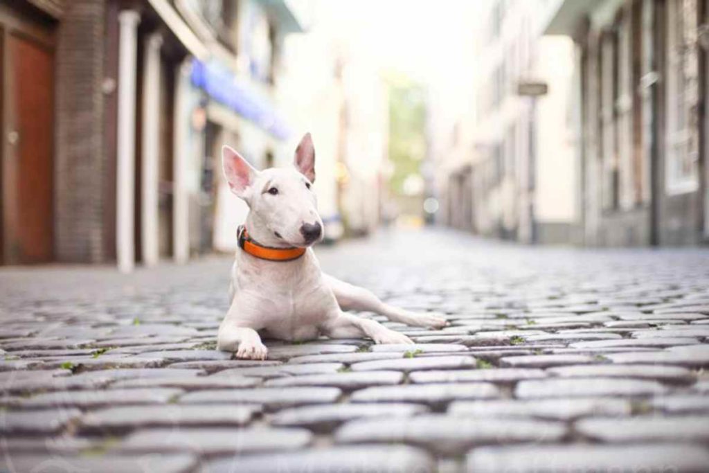 Kölner Altstadthunde: Fotograf Michael Hoffmann gegen Diskriminierung bei Hunden