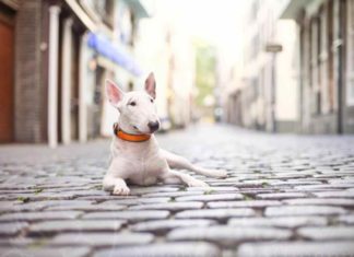 Kölner Altstadthunde: Fotograf Michael Hoffmann gegen Diskriminierung bei Hunden