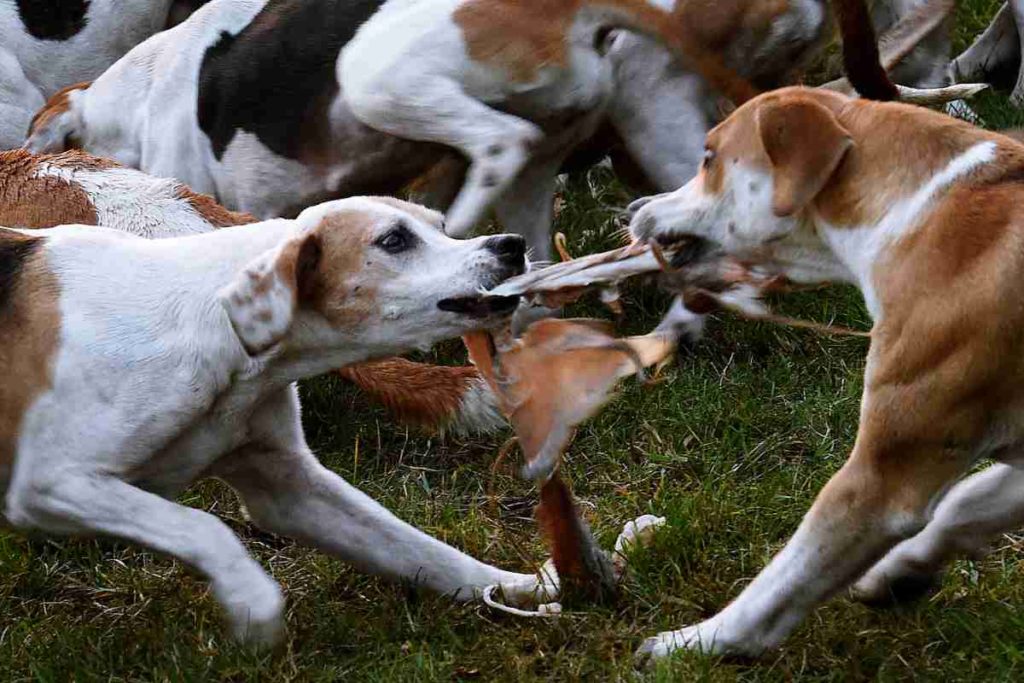 Reiter und Hunde auf Schleppjagd in der Region Hannover