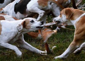 Reiter und Hunde auf Schleppjagd in der Region Hannover