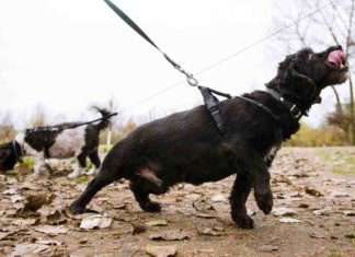 Vogelgrippe in Hamburg: Leinenpflicht für Hunde wird weitestgehend ignoriert