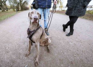 Vogelgrippe zwingt Hunde und Katzen an die Leine