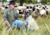 Wie Herdenschutzhunde Schafe und Ziegen gegen Wölfe verteidigen