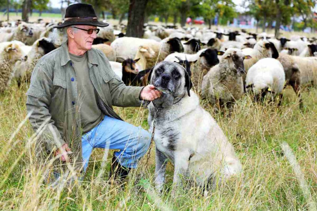 Wie Herdenschutzhunde Schafe und Ziegen gegen Wölfe verteidigen