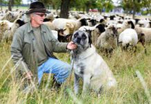 Wie Herdenschutzhunde Schafe und Ziegen gegen Wölfe verteidigen